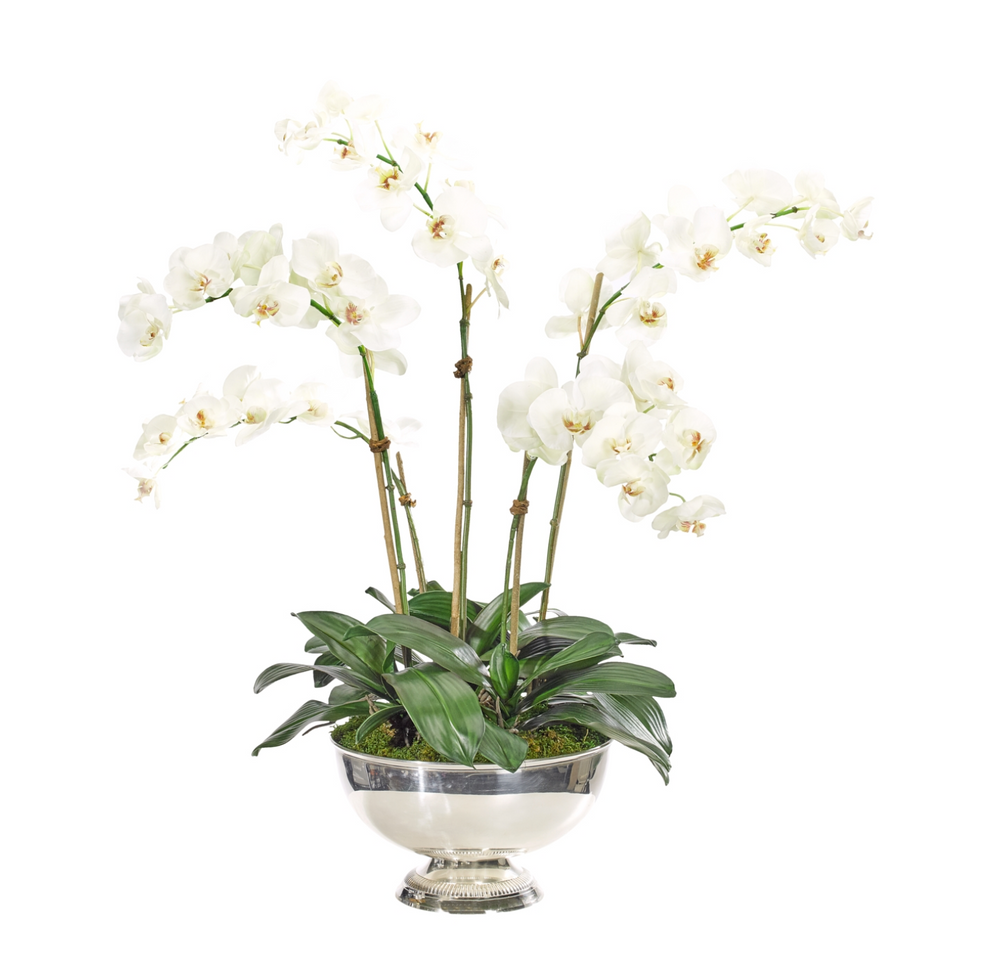 Large Orchid Arrangement