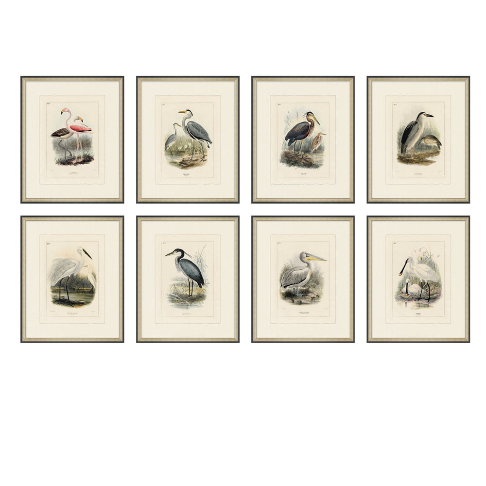 Avian Collection