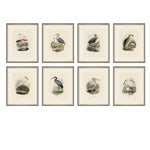 Avian Collection