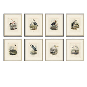 Avian Collection