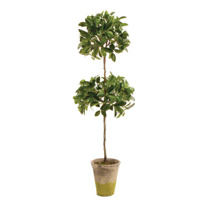 
                
                    Load image into Gallery viewer, Ficus Topiary
                
            