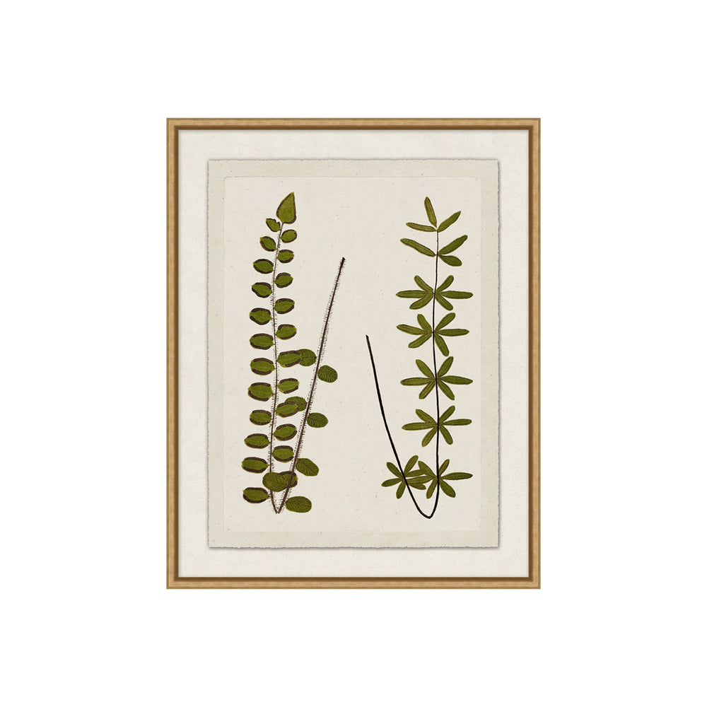 Pressed Plant Gallery