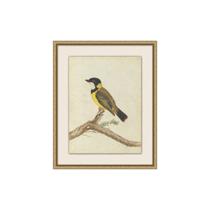 
                
                    Load image into Gallery viewer, Bird Portraits
                
            