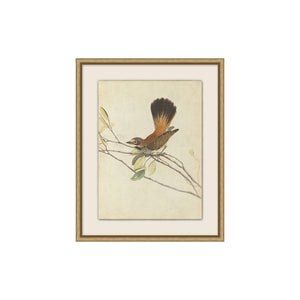 
                
                    Load image into Gallery viewer, Bird Portraits
                
            