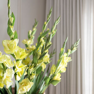 
                
                    Load image into Gallery viewer, Gladiola Bunch
                
            