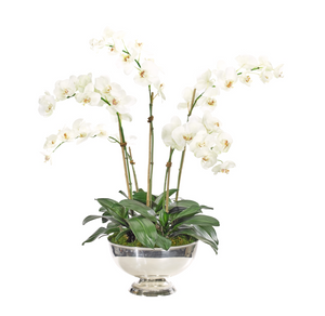 
                
                    Load image into Gallery viewer, Large Orchid Arrangement
                
            